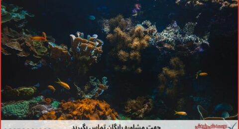 انجام پایان نامه زیست شناسی دریا + مشاوره و استعلام هزینه و قیمت نگارش