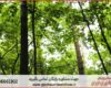 انجام پایان نامه منابع طبیعی جنگلداری + مشاوره و استعلام هزینه و قیمت نگارش