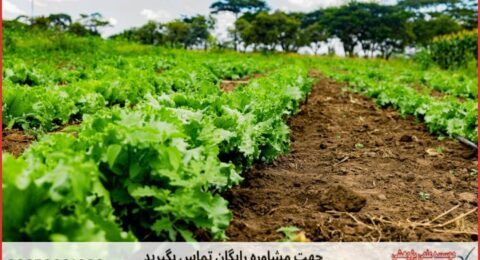 انجام پایان نامه کشاورزی صنایع غذایی + مشاوره و استعلام هزینه و قیمت نگارش