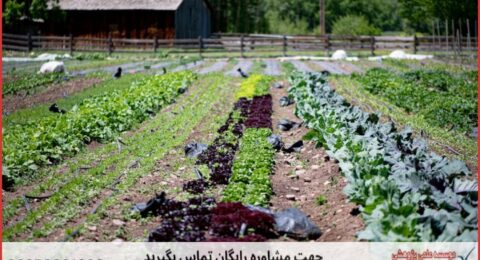 انجام پایان نامه کشاورزی گیاه پزشکی + مشاوره و استعلام هزینه و قیمت نگارش