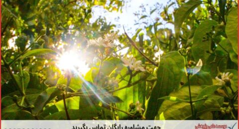 انجام پایان نامه کشاورزی اصلاح نباتات + مشاوره و استعلام هزینه و قیمت نگارش