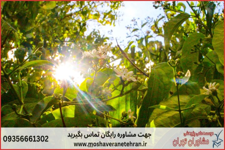 انجام پایان نامه کشاورزی اصلاح نباتات + مشاوره و استعلام هزینه و قیمت نگارش