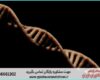 انجام پروژه با Sequencher برای آنالیز توالی DNA